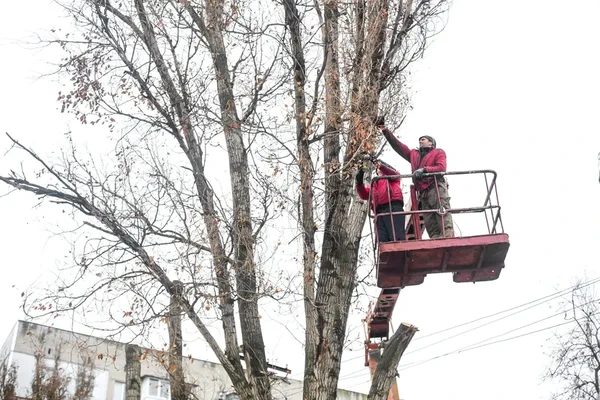 Mark's Tree Trimming